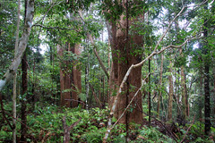 Gondwana Rainforests of Australia