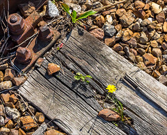 Rust and flower