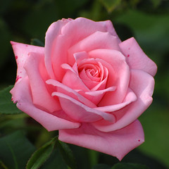 Schenectady Rose Garden 9-11-2012A