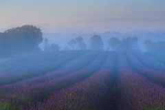 2014-07 valensole and vaucluse