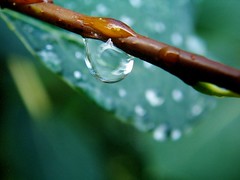 Raindrops & Dewdrops