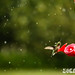 Ruby Throated Hummingbird In The Rain