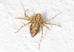 Oxyopidae (Lynx Spiders)
