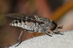 Diptera - Tabanidae