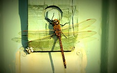 Odonata: dragonflies, damselflies