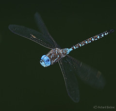 Dragonflies of San Diego County by Richard Bledsoe