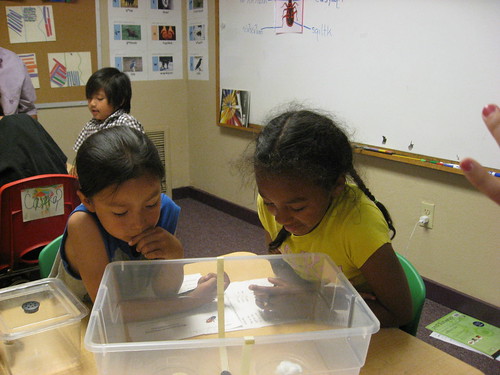 Future scientists conduct their first experiment: 1st grade students at the Salish School of Spokane hypothesize how different food choices and chemical scents will affect insect behavior and then record and discuss the actual results. Photo courtesy of ARS.