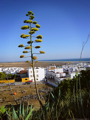 Cádiz, 2014
