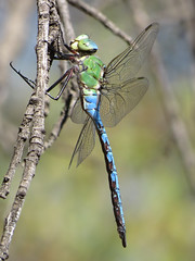 Hawker Dragonflies - Aeshnidae