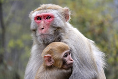 Wild Monkeys of China 2014