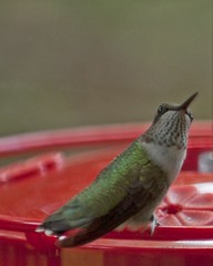 New lens.  Trying it out on the humming birds