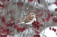 bruant hudsonien- american tree sparrow