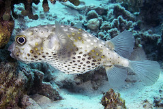 Diodontidae (Porcupinefishes)