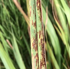 Rust of lemongrass (Cymbopogon citratus), caused by Puccinia nakanishikii