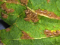Hibiscus rust caused by Kuehneola malvicola (uredinium)