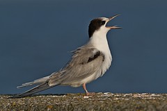 Terns - Sternidae -  Seeschwalben