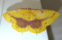 Geometrid moth (Eumelea sp.)
