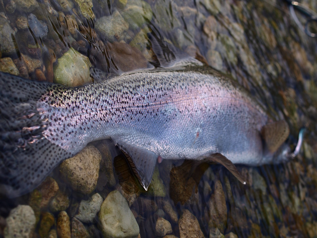 rainbow trout4