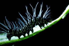 Caterpillars (Philippines)
