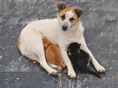 The street dog with kittens