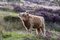Highland cattle on Dartmoor 