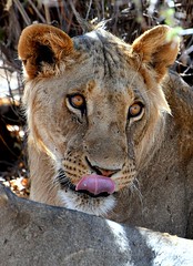 Kenya Safari 2016