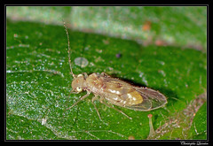 Psocoptera/Trichopsocidae