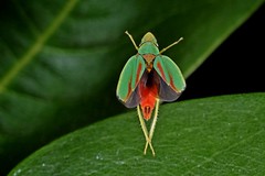 Cicadas in Flight - Auchenorrhyncha - fliegende Zikaden