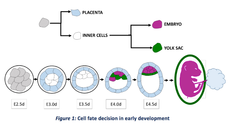 早期胚胎发育中细胞命运决定的图解. 