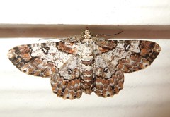 Geometrid Moth (Cleora sp.)