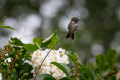hummingbirds 2014