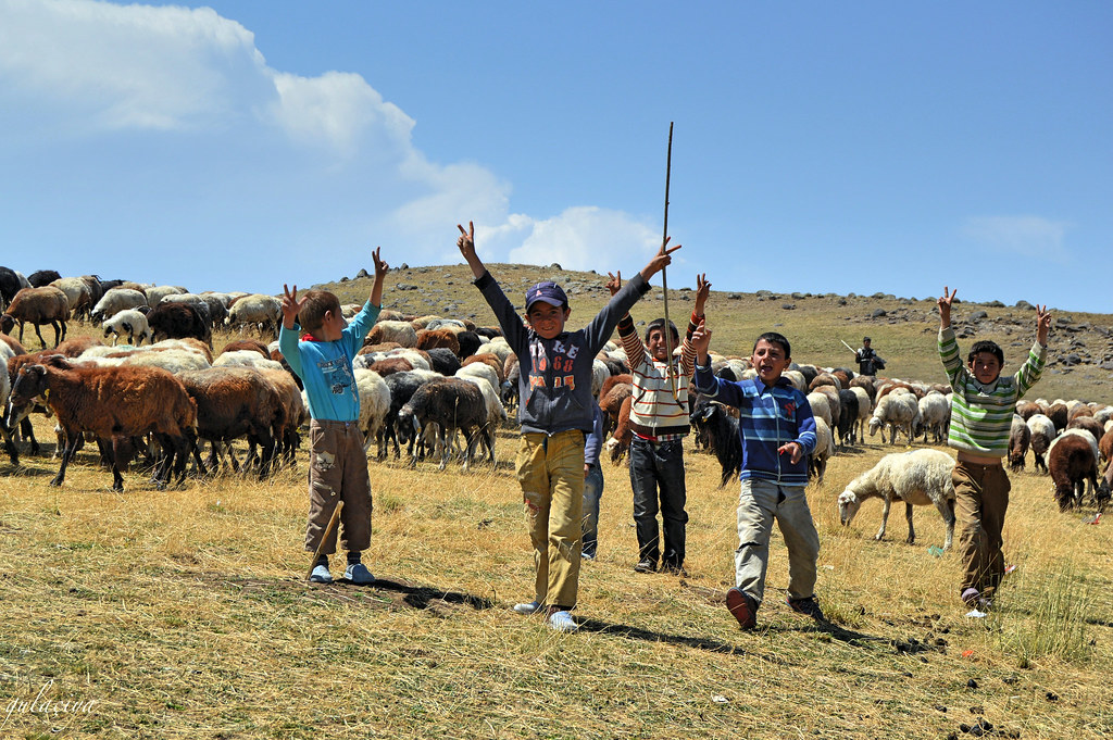 Agirî plateau. Child shepherds