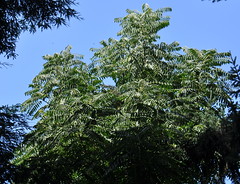 tree id