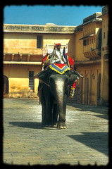 Jaipur IND - Amber Fort Elephant rides 08