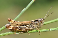 Chorthippus saulcyi female