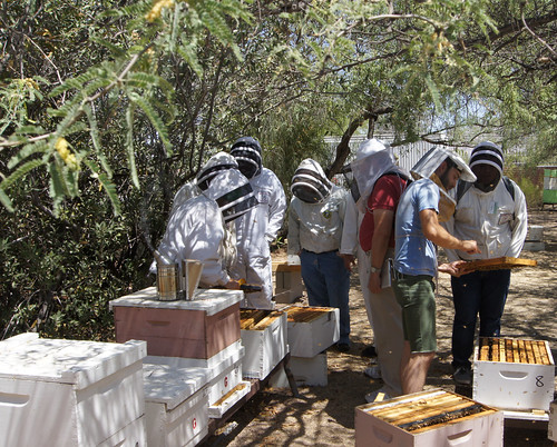 Native American high school students get “up close and personal” with honey bees at the USDA Carl Hayden Bee Research Center in Tucson, Arizona, as part of their participation in the Native American Summer Institute, a long-running collaboration between the University of Arizona and the bee lab.  The curriculum helps the students learn math and science as they use two of the lab’s computer models to learn about honey bee colony health and develop plans to start a beekeeping business.