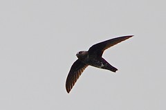 NIghjars, Swifts and Hummingbirds