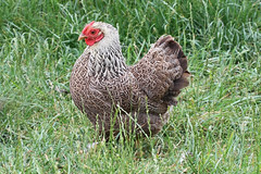 Chickens and domestic fowl