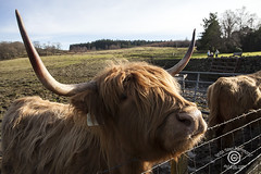 Hairy Coo Tour of the Highlands © IndyFoto.