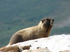 The mighty marmot