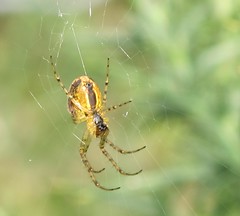 Arachnids and webs