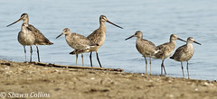 Marbled Godwits and Willets - Conneaut Harbor Ohio 2014