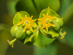 Spurge Family (Euphorbiaceae)