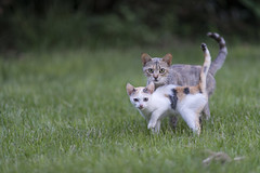 Kittens kept distance // Can Riera