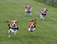 Beagle Racing