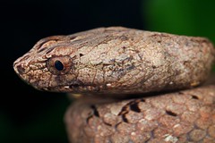 Reptiles (Philippines)