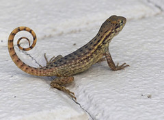 Northern Curly-tailed Lizard (Leiocephalus carinatus)