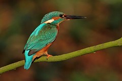 Kingfisher  -  Alcedo atthis  -  Eisvogel
