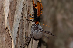 The pompilid wasp and the huntsman spider