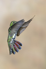 Picaflores - Hummingbirds